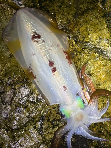 アオリイカの釣果