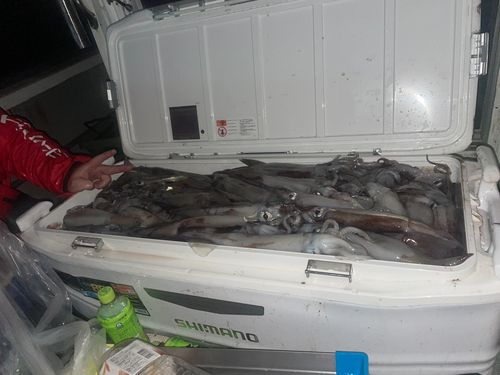 スルメイカの釣果