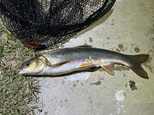 マルタウグイの釣果