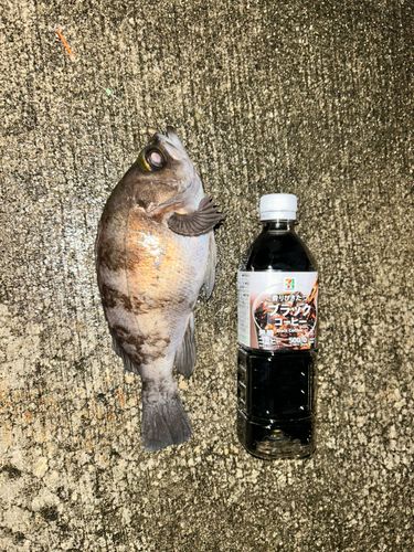 クロメバルの釣果