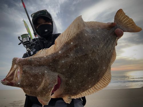 ヒラメの釣果
