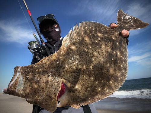 ヒラメの釣果