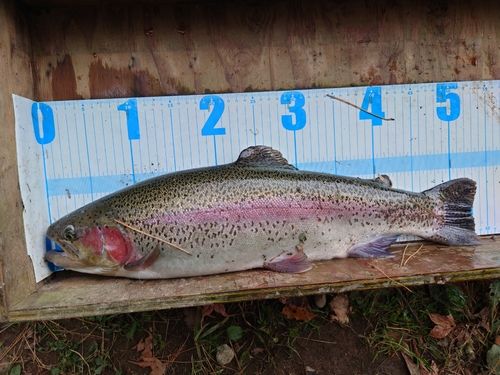 ニジマスの釣果