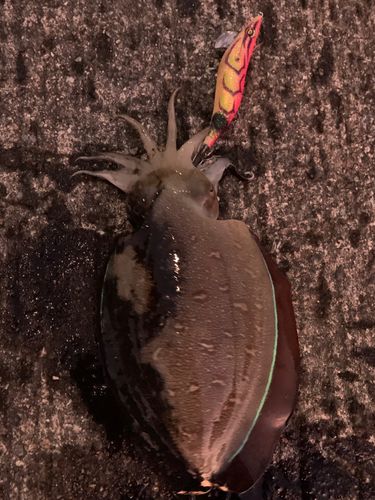 コウイカの釣果