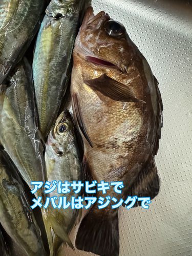 メバルの釣果