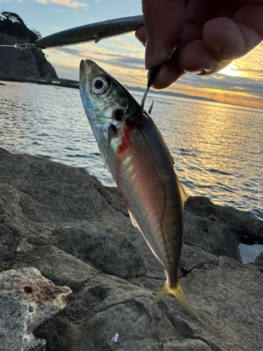 マアジの釣果