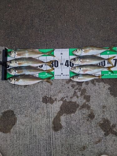 アジの釣果