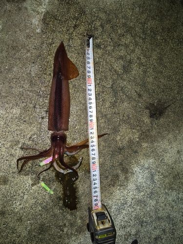 イカの釣果