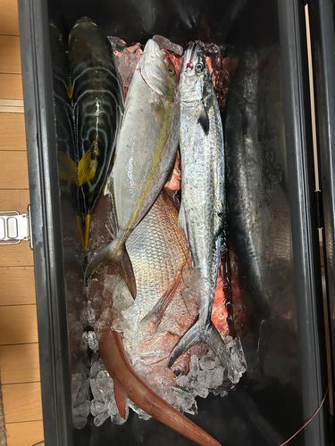 タイの釣果