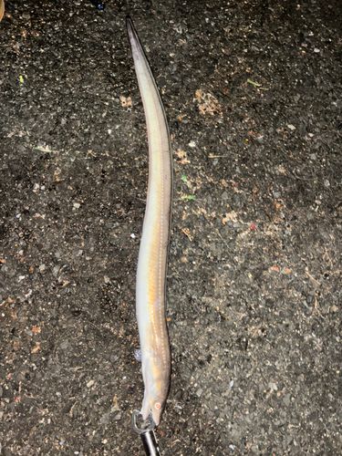 マアナゴの釣果