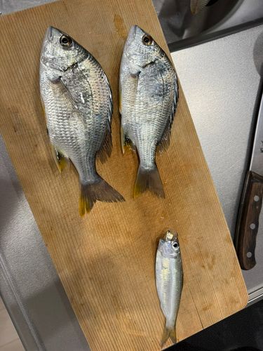 チヌの釣果