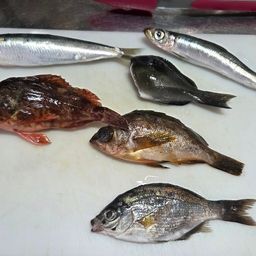 クロホシイシモチ