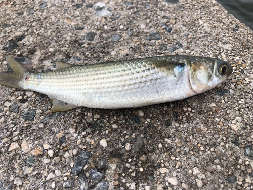 ボラの釣果