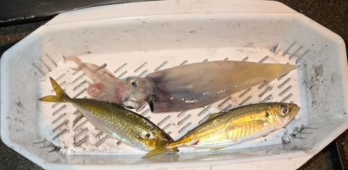 ヤリイカの釣果