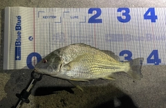 ミナミクロダイの釣果