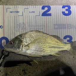 ミナミクロダイ