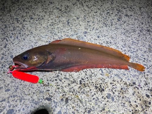 チゴダラの釣果