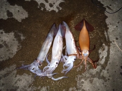 スルメイカの釣果
