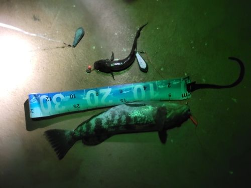 アイナメの釣果