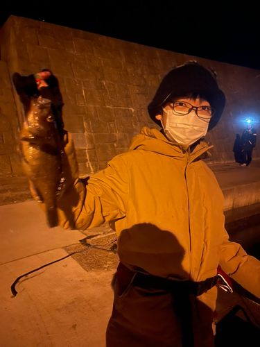 アイナメの釣果