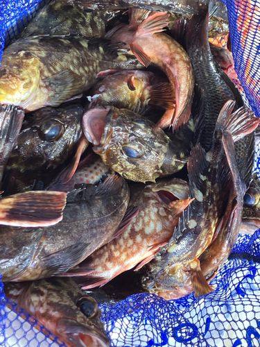 木津川（大阪）