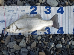 セイゴ（ヒラスズキ）の釣果