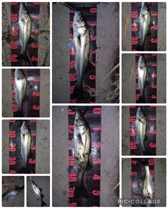 シーバスの釣果