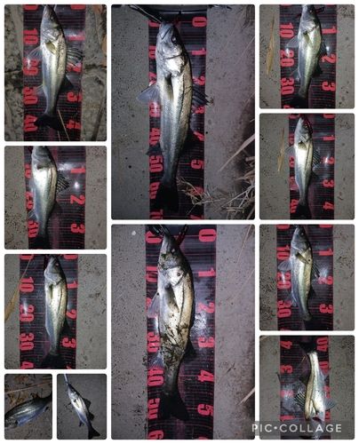 シーバスの釣果