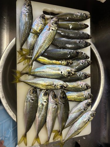 アジの釣果
