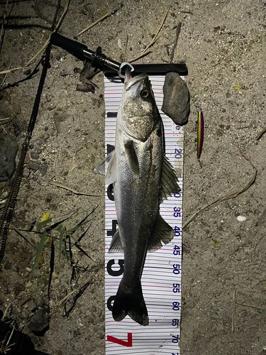 シーバスの釣果