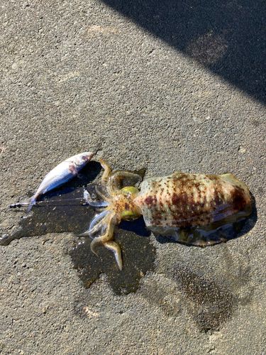 アオリイカの釣果