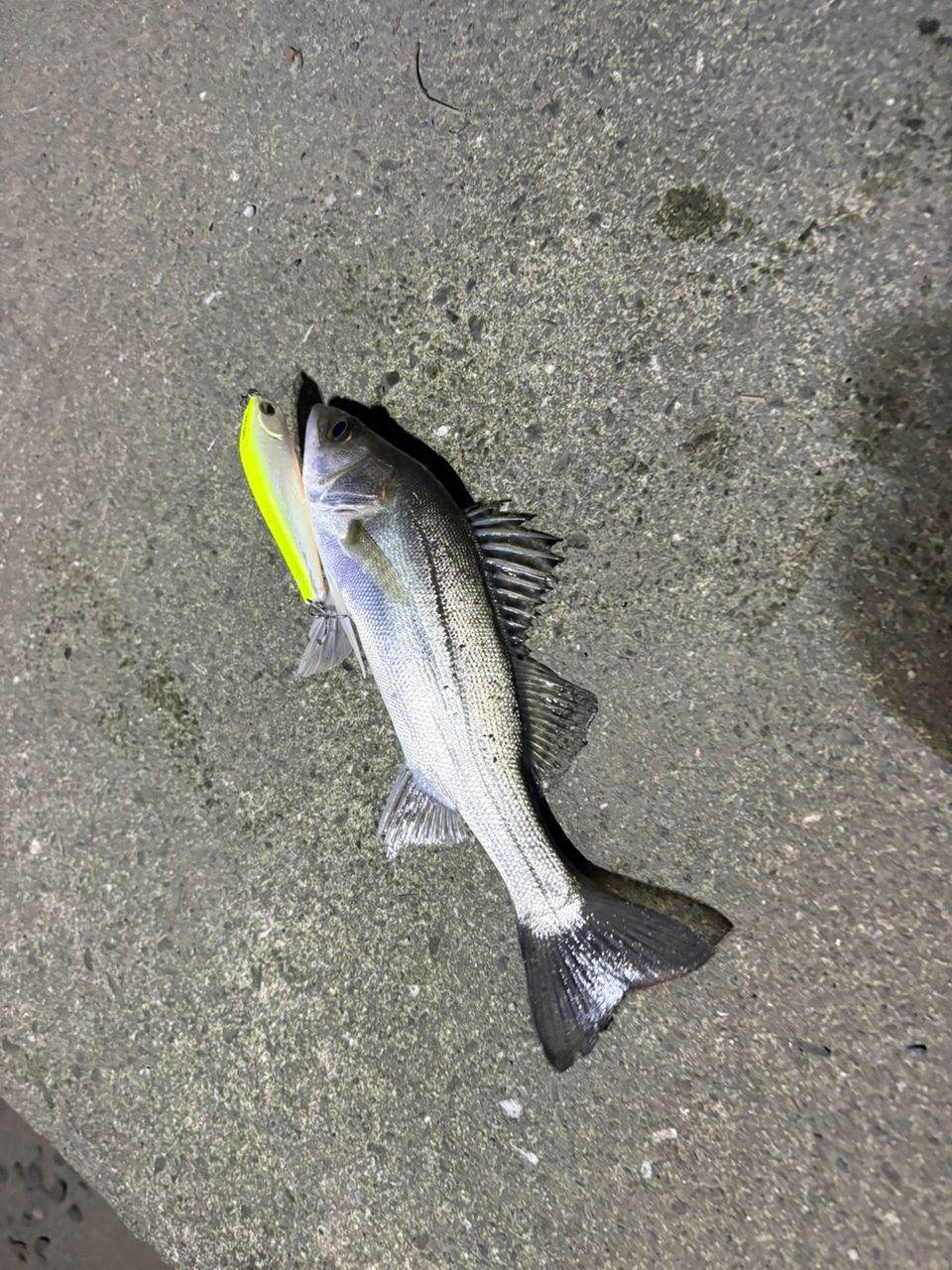 SHIMANO 19ソルティーアドバンス SEABASS S96MLの最安値・インプレ