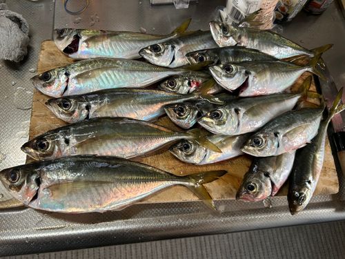 マアジの釣果