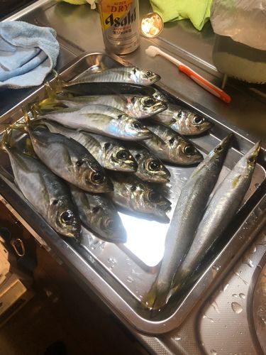 アジの釣果