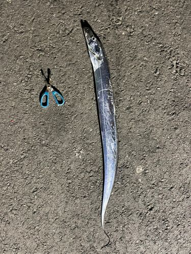 タチウオの釣果