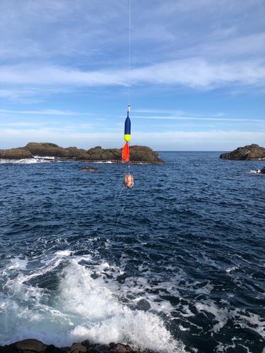 イシダイの釣果
