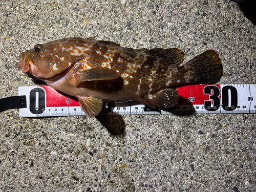 キジハタの釣果