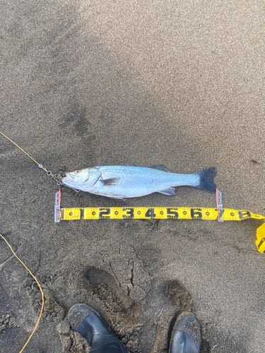 つがる市野池群