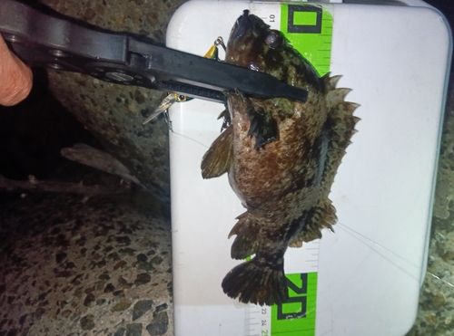 クロソイの釣果