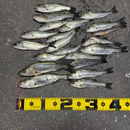 セイゴ（タイリクスズキ）