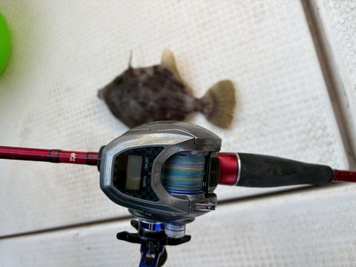 カワハギの釣果