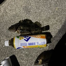 タケノコメバル