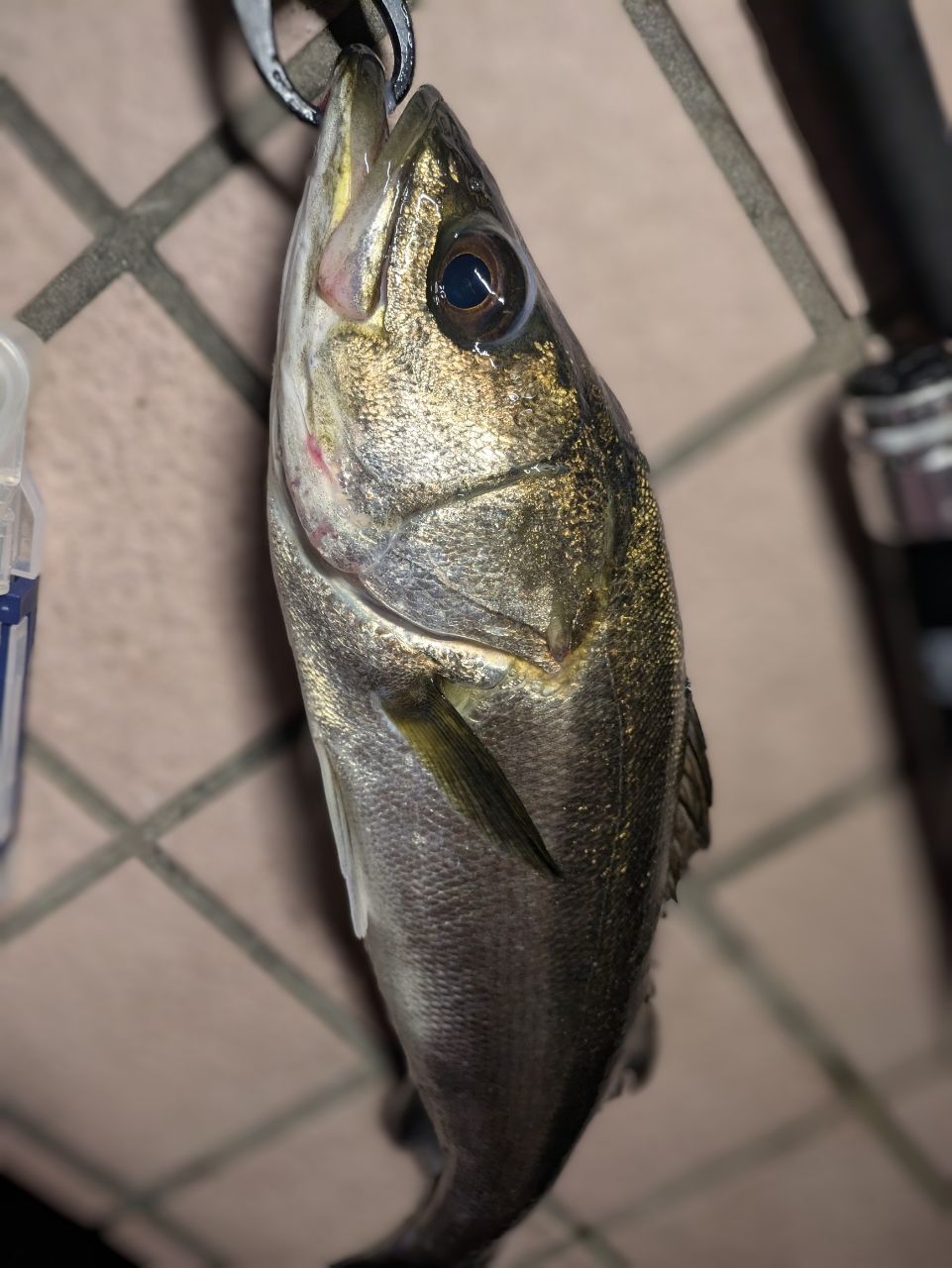 DAIWA 21モアザン ブランジーノ EX AGS 87LMLの最安値・インプレ・釣果