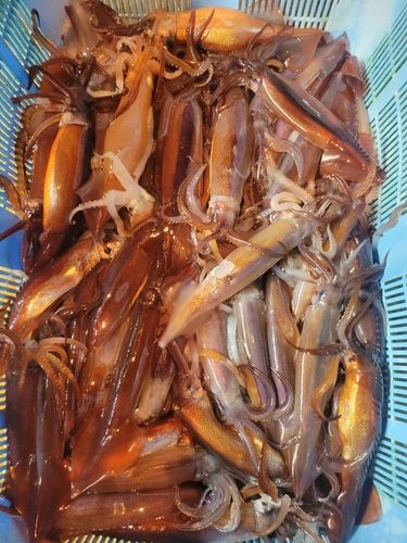 スルメイカの釣果