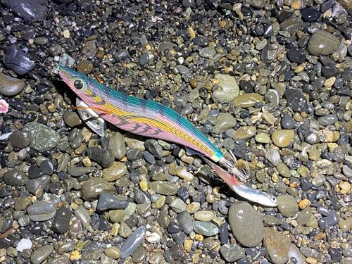 クサフグの釣果