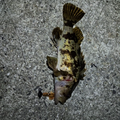 タケノコメバルの釣果