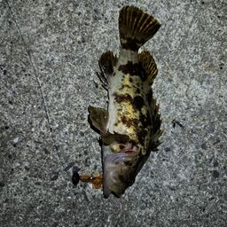 タケノコメバル