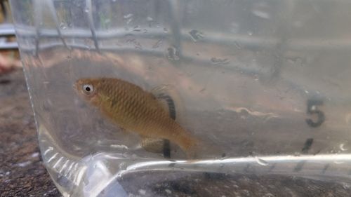 アブラボテの釣果