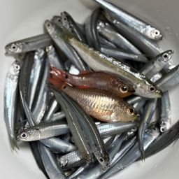 トウゴロウイワシ