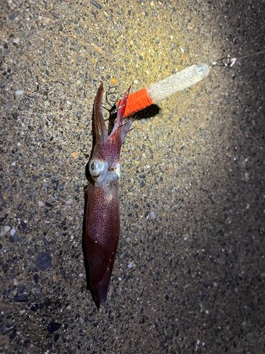 イカの釣果